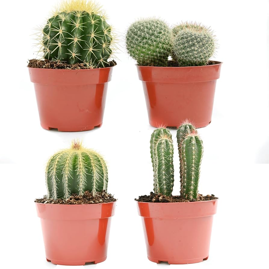 Amazon.com : Cactus Plants Live – Large Assorted 4-Inch